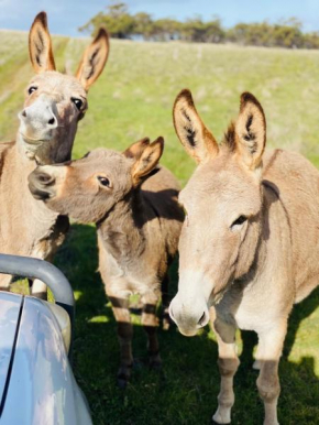 Sandalwood Downs Fabulous Farm Stay TOODYAY